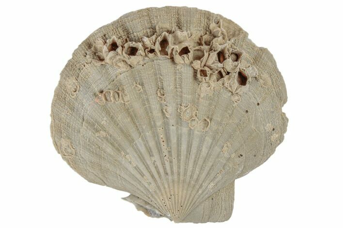 Miocene Fossil Scallop (Chesapecten) with Barnacles - Maryland #189088